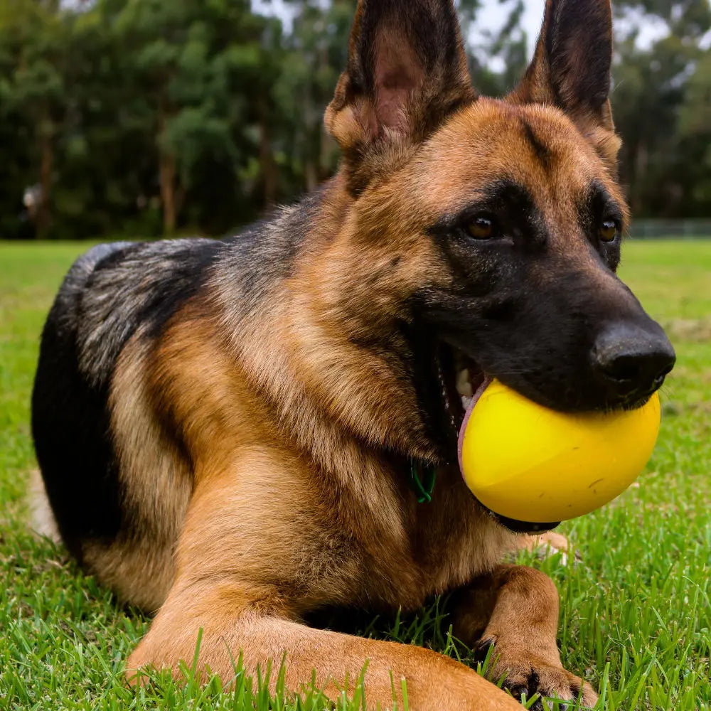 Aussie Dog Dura Footy: Ultra-Durable Rubber Dog Toy for Fetch & Play
