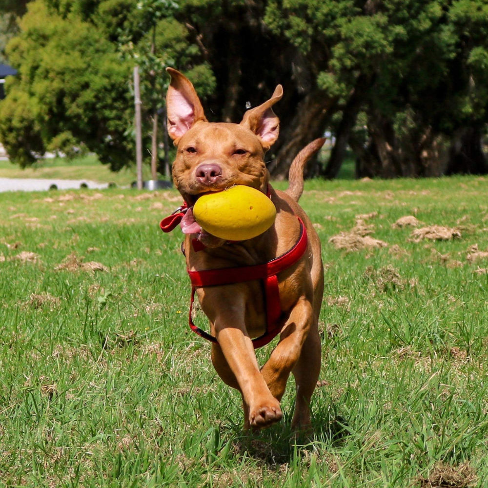 Aussie Dog Dura Footy: Ultra-Durable Rubber Dog Toy for Fetch & Play