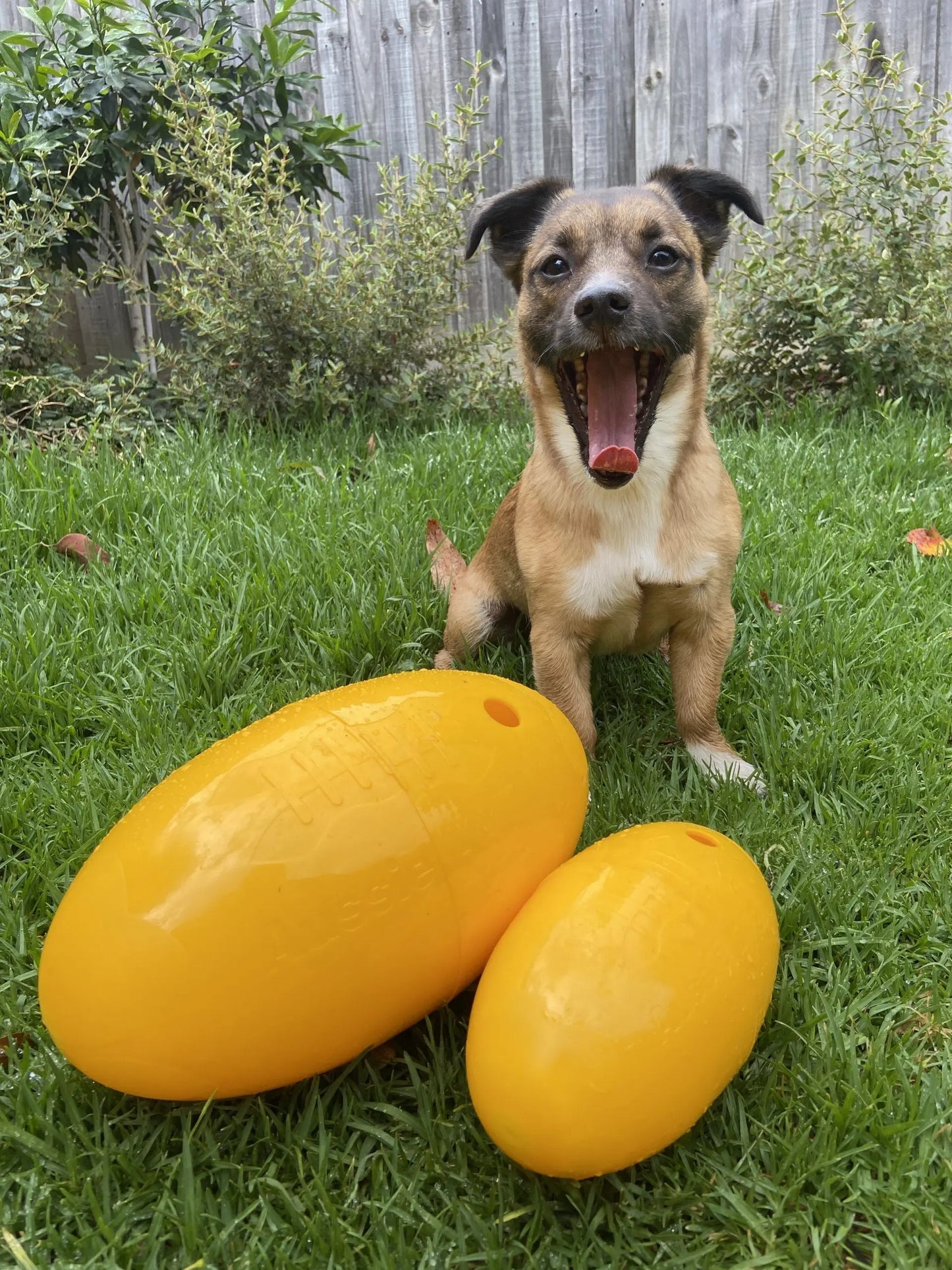 Large Aussie Dog Footy Feeder: Durable Enrichment Toy for Active Dogs