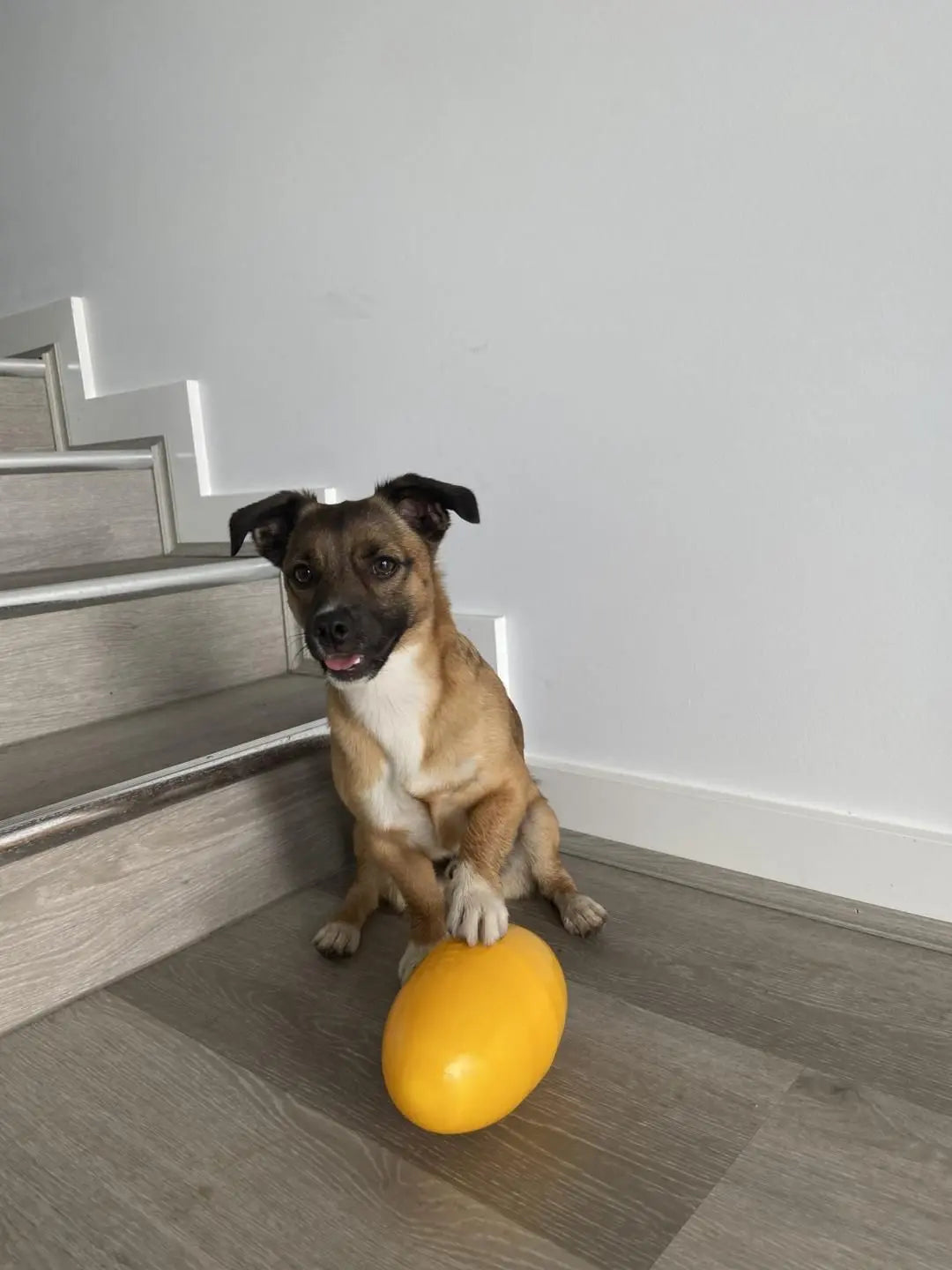 Ultimate Small Footy Feeder: Interactive Treat Dispensing Dog Toy