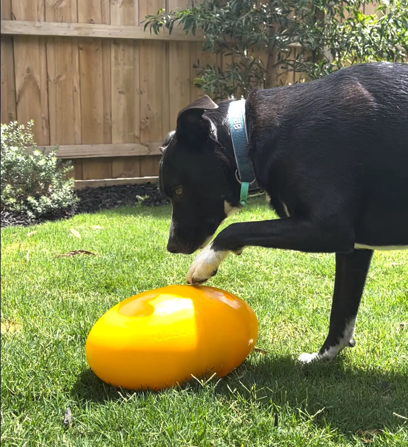 Large Aussie Dog Footy Feeder: Durable Enrichment Toy for Active Dogs