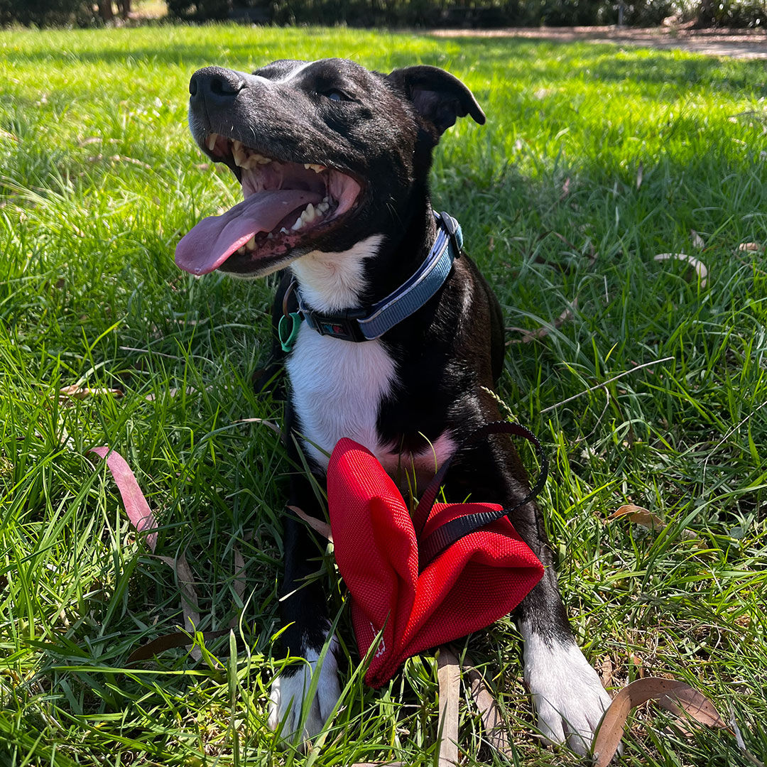 Durable Love Tug Dog Toy for Interactive Play and Training