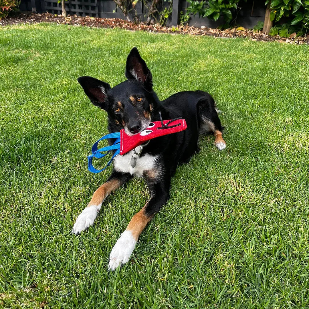 Durable Squeaky Bunny Dog Toy with Chew-Resistant Reinforced Seams for Playful Pups