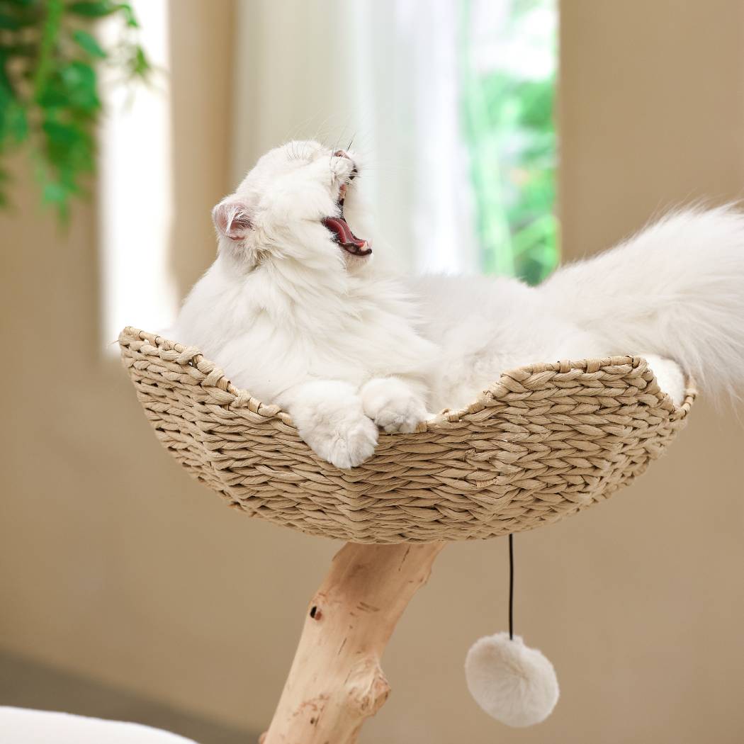 Michu Premium Real Wooden Cat Tree Medium Spacious Australian Feline Haven