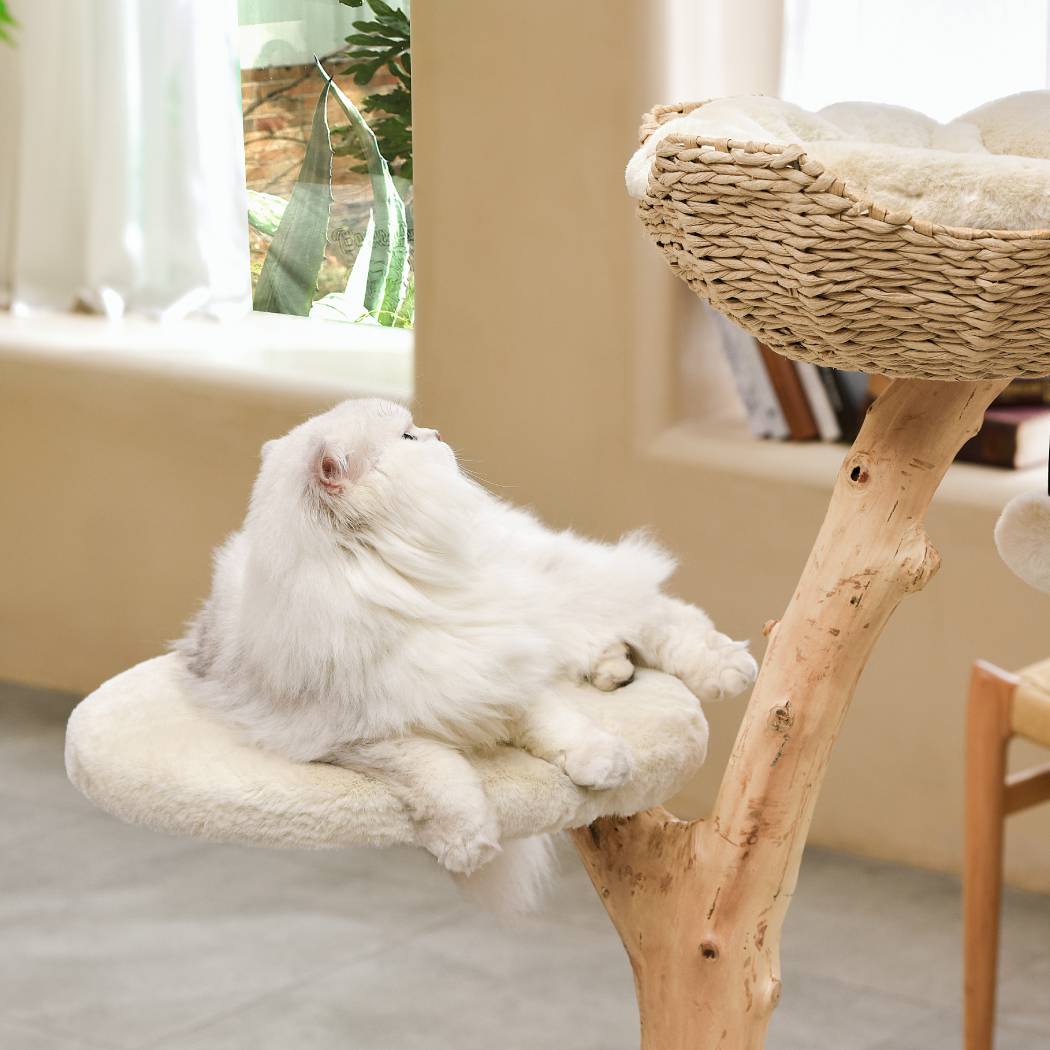 Michu Premium Real Wooden Cat Tree Medium Spacious Australian Feline Haven