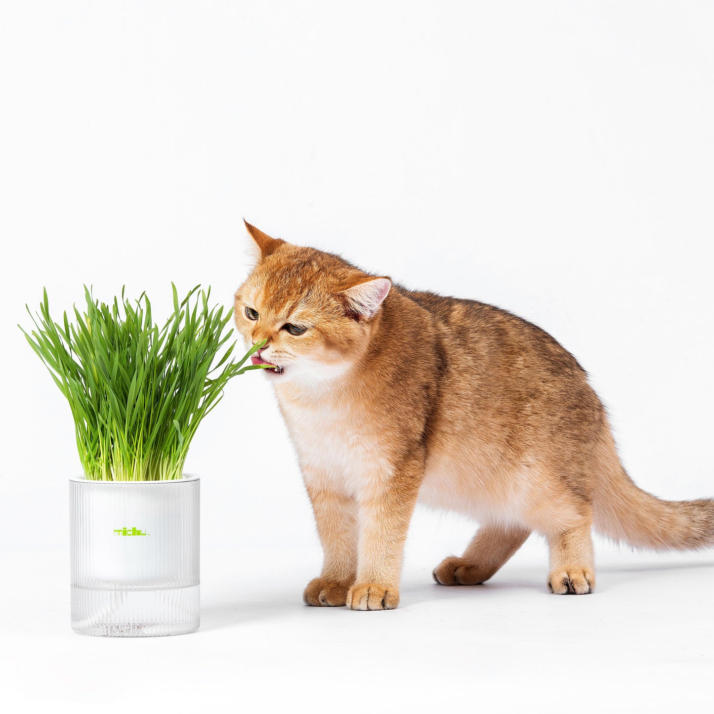 MICHU Soil-Free Cat Grass Kit with Australian Seed