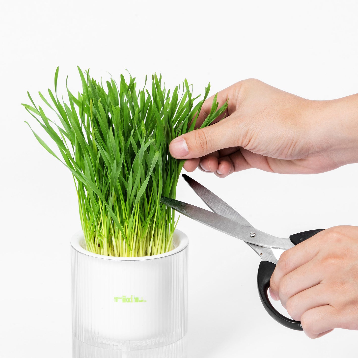 MICHU Soil-Free Cat Grass Kit with Australian Seed