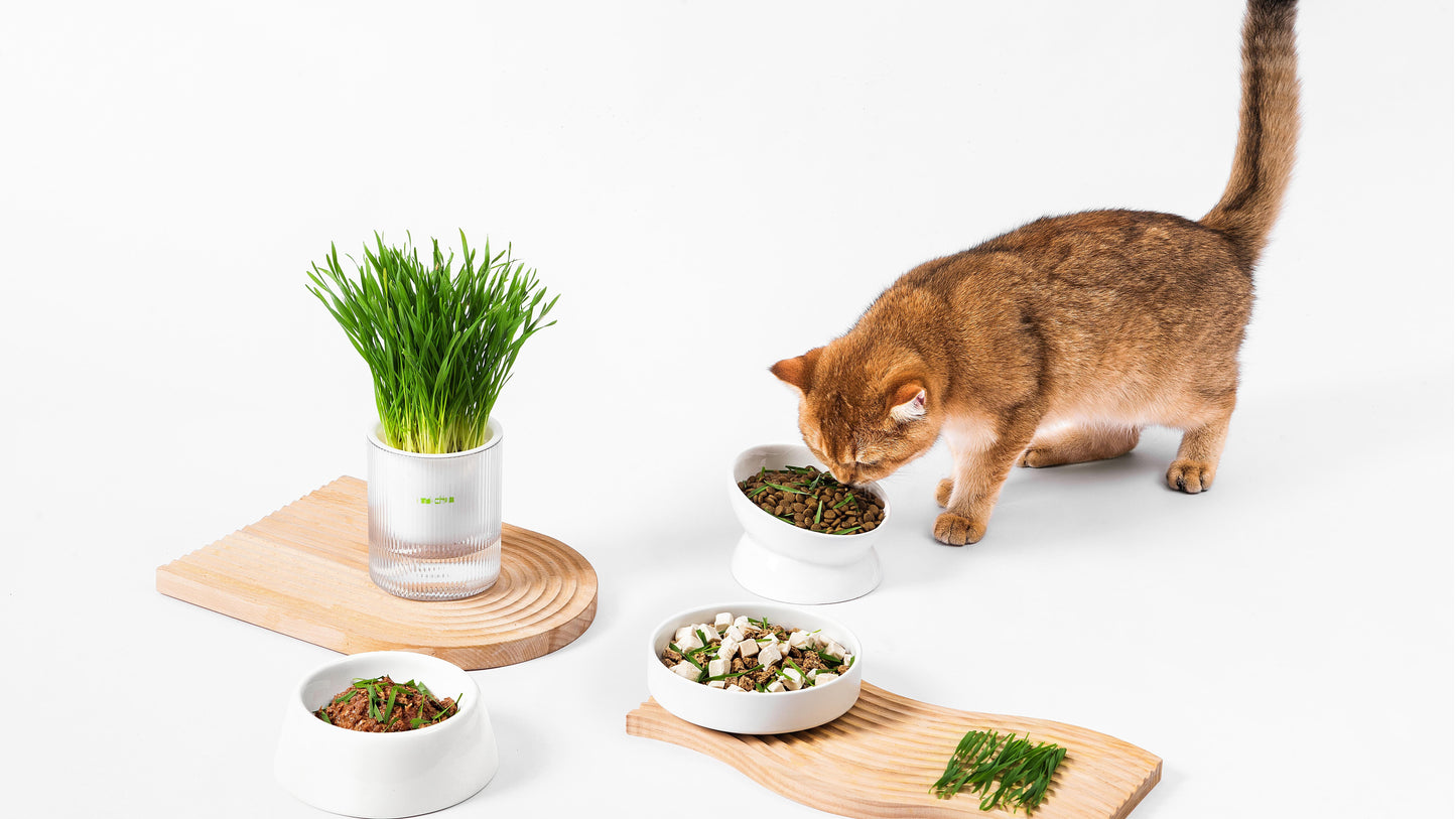 MICHU Soil-Free Cat Grass Kit with Australian Seed