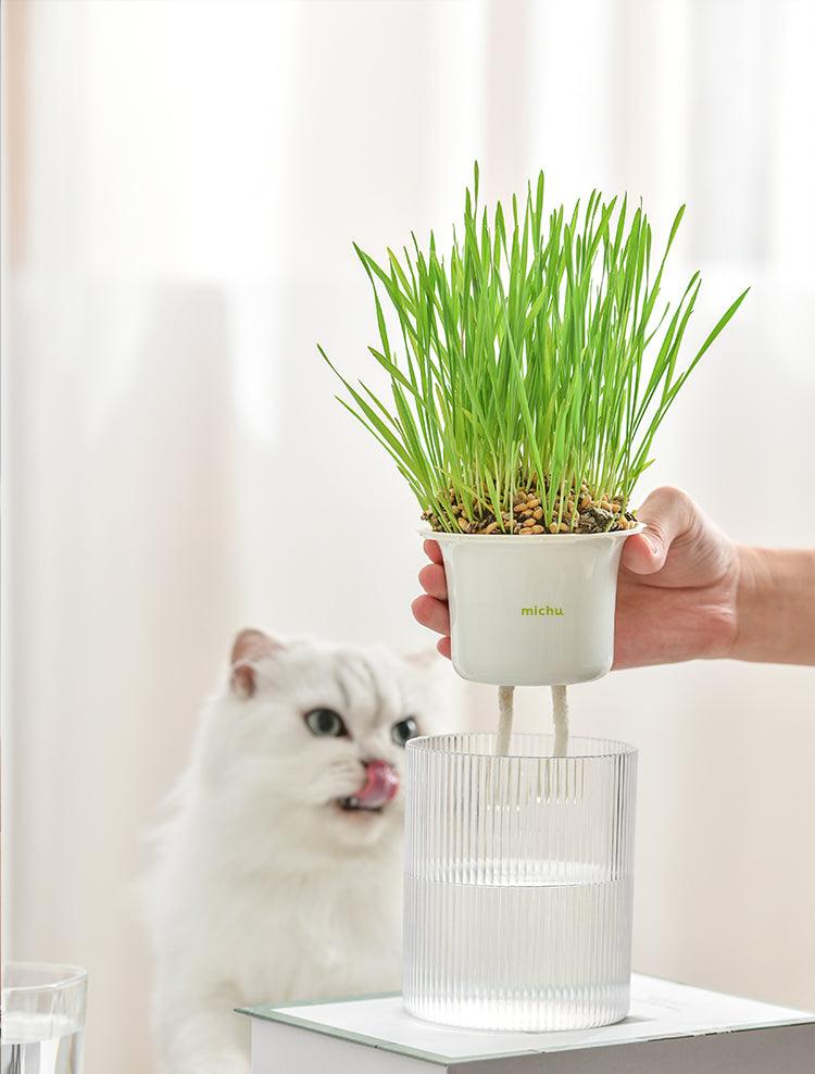 MICHU Soil-Free Cat Grass Kit with Australian Seed