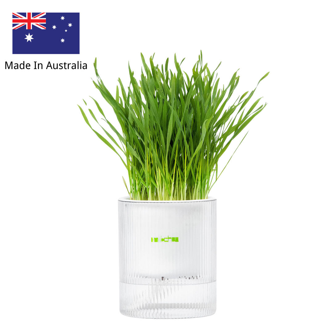 MICHU Soil-Free Cat Grass Kit with Australian Seed