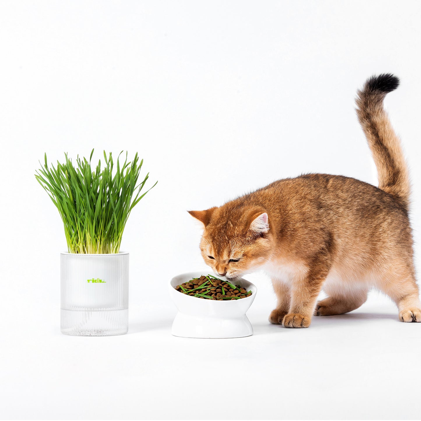 MICHU Soil-Free Cat Grass Kit with Australian Seed