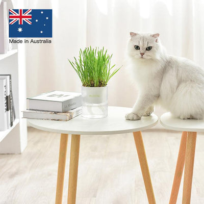 MICHU Soil-Free Cat Grass Kit with Australian Seed