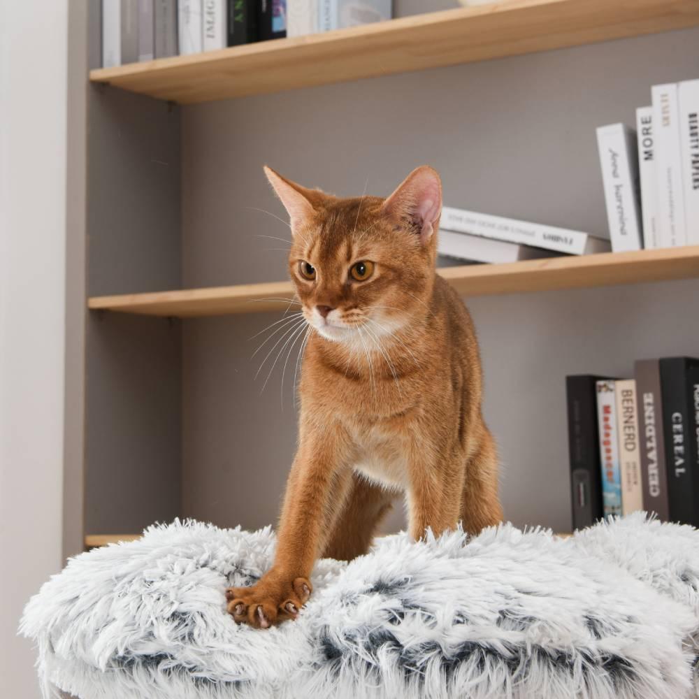 Michu Fluffy Blossom Extra Large Real Wood Cat Tree