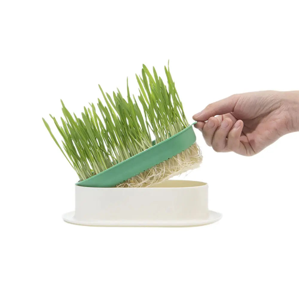 Zodiac Soilless Wheatgrass Growing Kit: Fresh, Nutritious, Easy-Grow Pet Greens