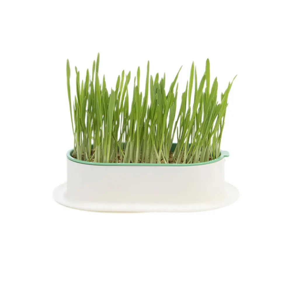 Zodiac Soilless Wheatgrass Growing Kit: Fresh, Nutritious, Easy-Grow Pet Greens