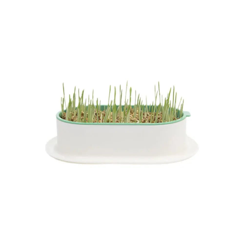 Zodiac Soilless Wheatgrass Growing Kit: Fresh, Nutritious, Easy-Grow Pet Greens