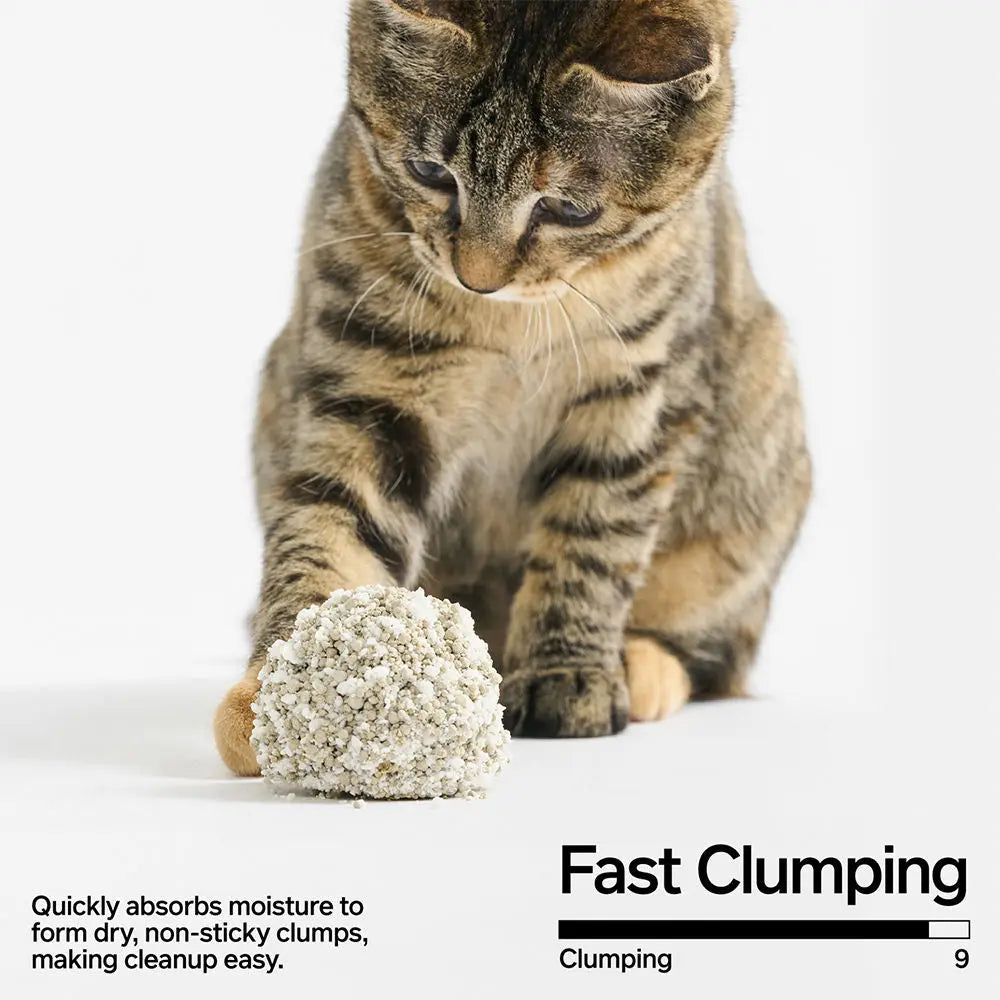 Pidan Cassava Bentonite Cat Litter - Odour Control, Fast Clumping, 2.4kg, 6L
