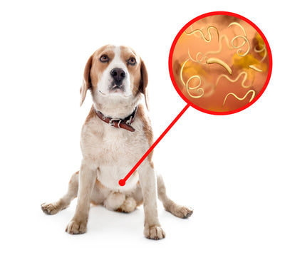 Probiotics for dog gut health