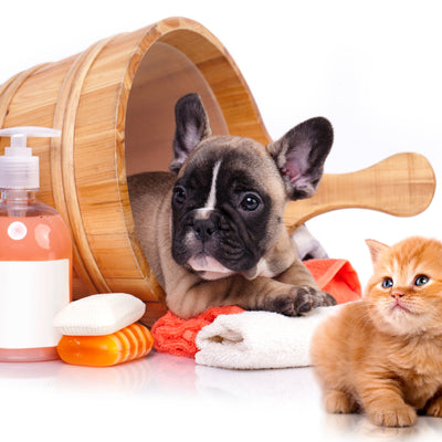 Pet grooming guide