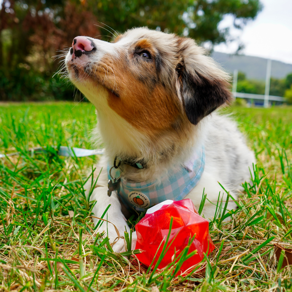 Red Monster Treat Ball â€“ Durable Interactive Dog Toy