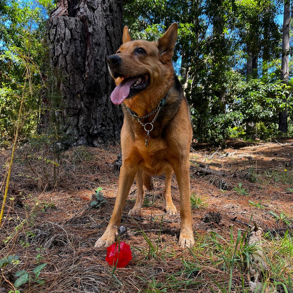 Red Monster Treat Ball â€“ Durable Interactive Dog Toy