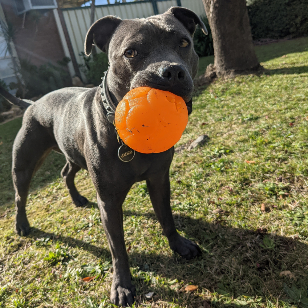 Aussie Dog Buddy Ball Large Interactive Treat Puzzle