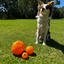 Aussie Dog Buddy Ball Large Interactive Treat Puzzle