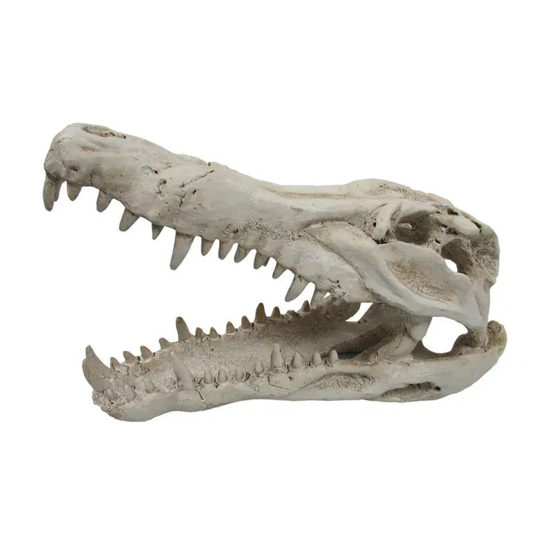 Urs Croc Skull Med 25X11.5X15.5Cm Urs