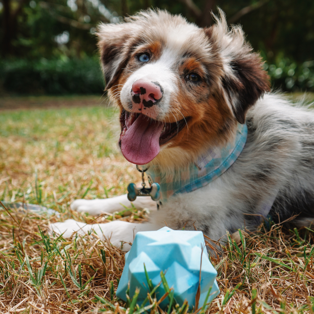 Blue Monster Treat Ball â€“ Durable Interactive Dog Toy
