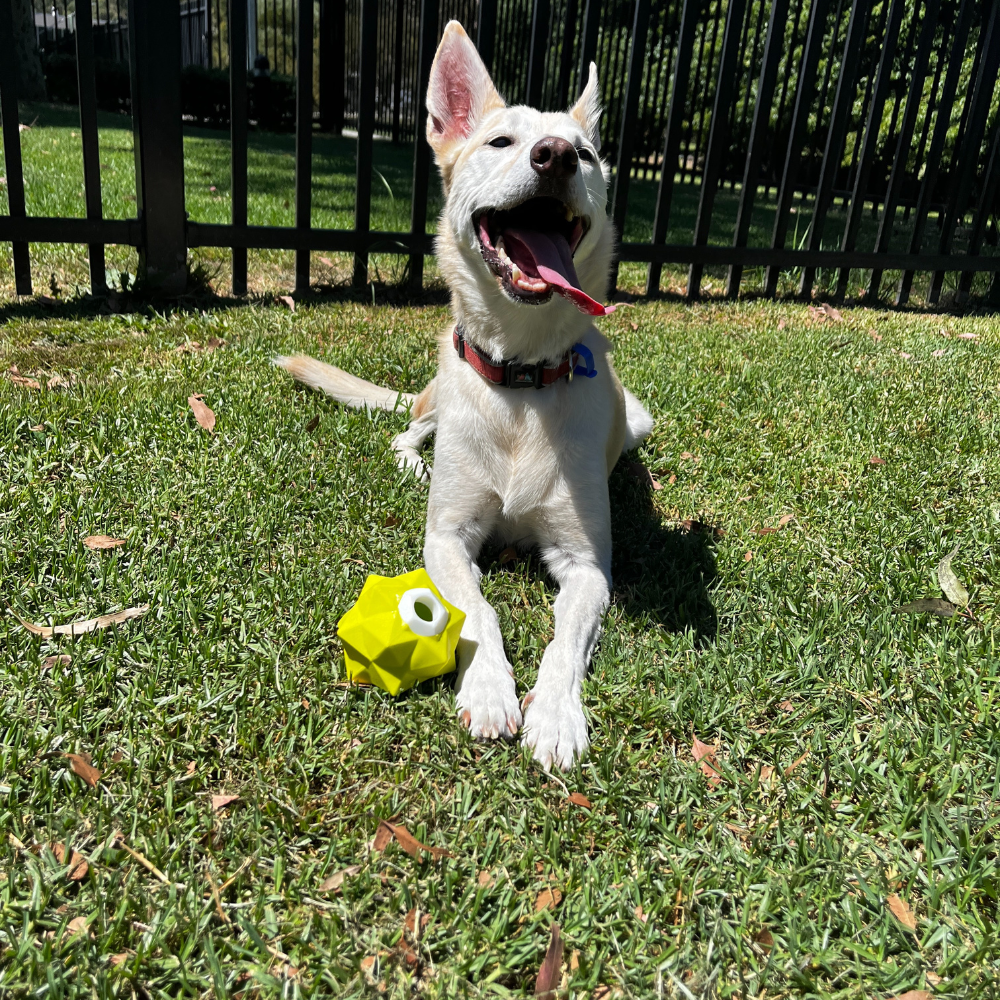 Green Monster Treat Ball â€“ Interactive Glow-In-Dark Dog Toy