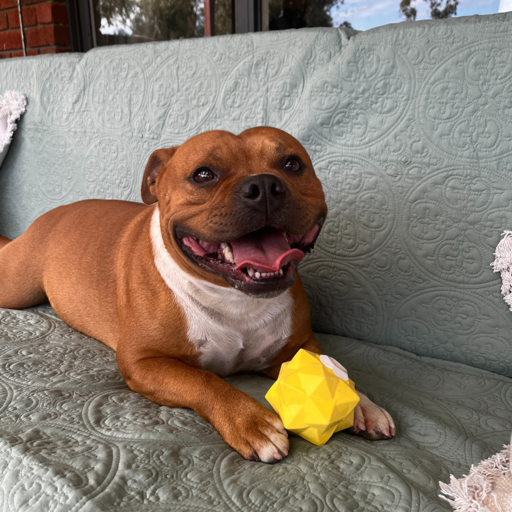 Bright Yellow Monster Treat Ball for Active Dogs