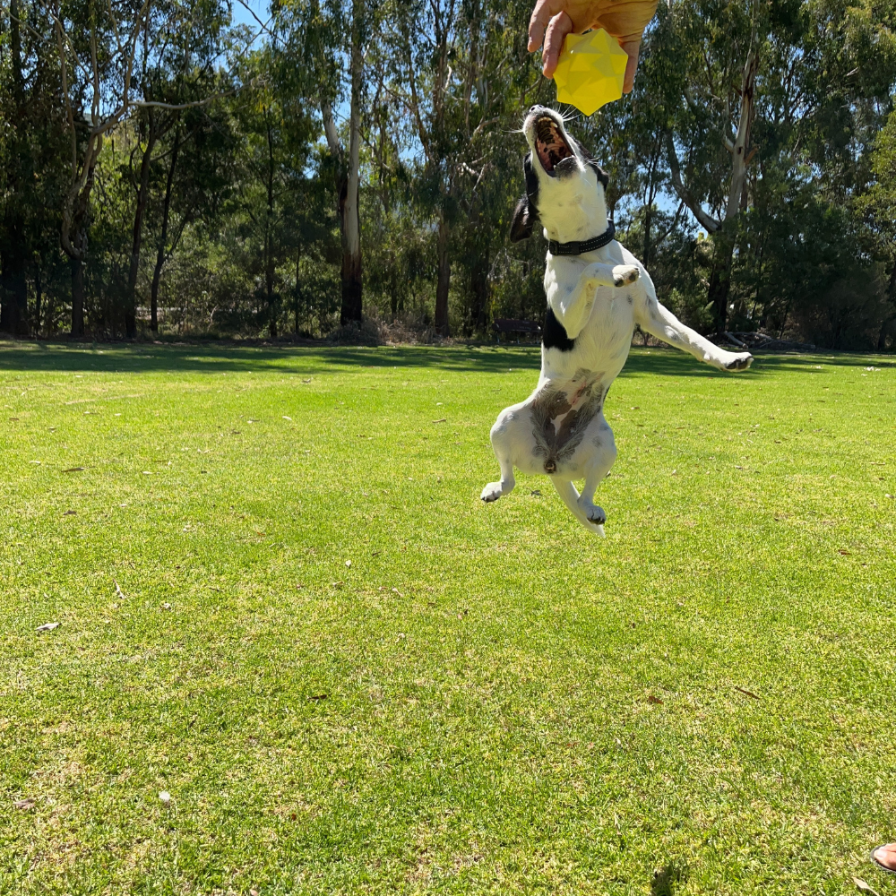 Bright Yellow Monster Treat Ball for Active Dogs