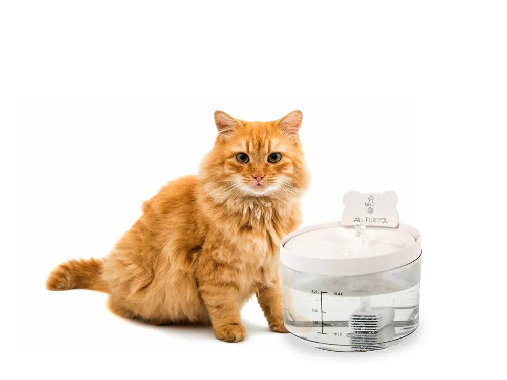 All Fur You Auto Sensor Water Fountain Usb All Fur You