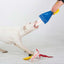 Heavy Duty Chook Interactive Dog Toy for Large Energetic Dogs