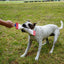 Aussie Dog Fetch It Small Durable Floating Dog Toy for Interactive Play