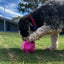 Monster Treat Ball: Durable Pink Rubber Dog Toy for Engaging Play & Treats