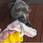 Ultimate Durable Dog Tug Toy for Interactive Play and Training Sessions