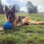 Aussie Dog Indestructible Large Blue Mitch Ball for Powerful Chewers