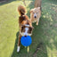 Aussie Dog Indestructible Large Blue Mitch Ball for Powerful Chewers