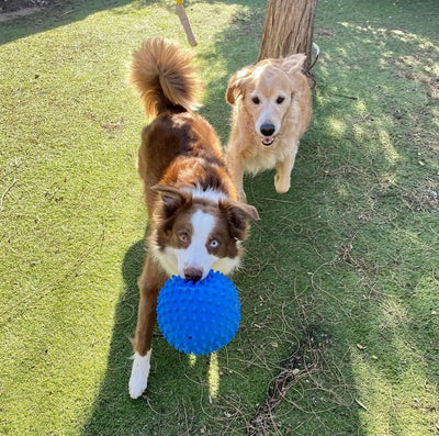 Aussie Dog Indestructible Large Blue Mitch Ball for Powerful Chewers