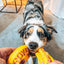 Durable Aussie Dog Tug Toy for Small Dogs - Interactive Fetch and Pull Play
