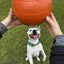 Ultra-Durable Staffie Dog Ball: Indestructible Chew Toy for Powerful Breeds