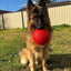 Ultimate Indestructible Red Mitch Ball for Dogs: Chew-Resistant, Durable Play