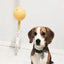 Aussie Dog Home Alone Small Interactive Play Toy for Solo Dogs
