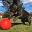 Aussie Dog Enduro Ball Medium: Indestructible Chew Toy for Active Dogs