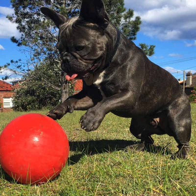 Aussie Dog Enduro Ball Medium: Indestructible Chew Toy for Active Dogs