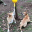 Ultimate Durable Home Alone Dog Toy, Large, for Active Chewers