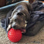 Ultimate Indestructible Red Mitch Ball for Dogs: Chew-Resistant, Durable Play