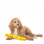 Aussie Dog Mini Puppy Pack: Essential Fun and Training Kit for Small Pups