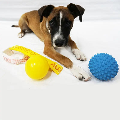 Aussie Dog Mini Puppy Pack: Essential Fun and Training Kit for Small Pups
